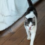 pexels-griffinw-20122030