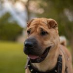 pexels-jordanemaldaner-3380151